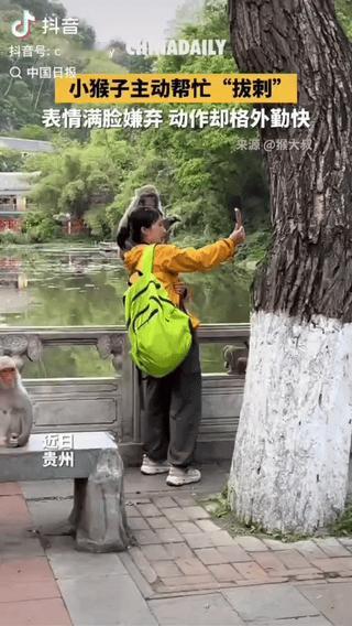 “笑不活了，这猴哥懂人情世故啊！”一女子去黔灵山游玩，见路边有一只猕猴在休息，突