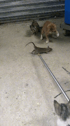 “狸花猫”