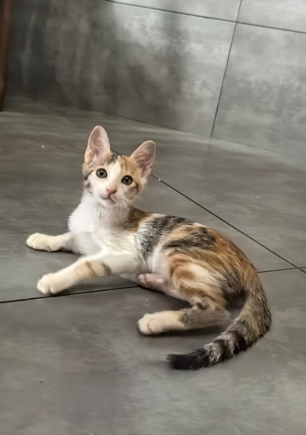 珠海，救助的流浪猫寻找爱心领养
宠物品种:三花
宠物名 ：小核桃
性别 ：母
年