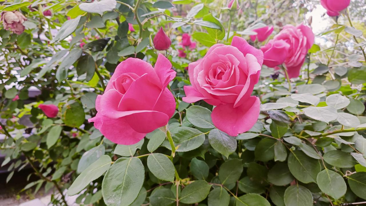 火红的月季🌹