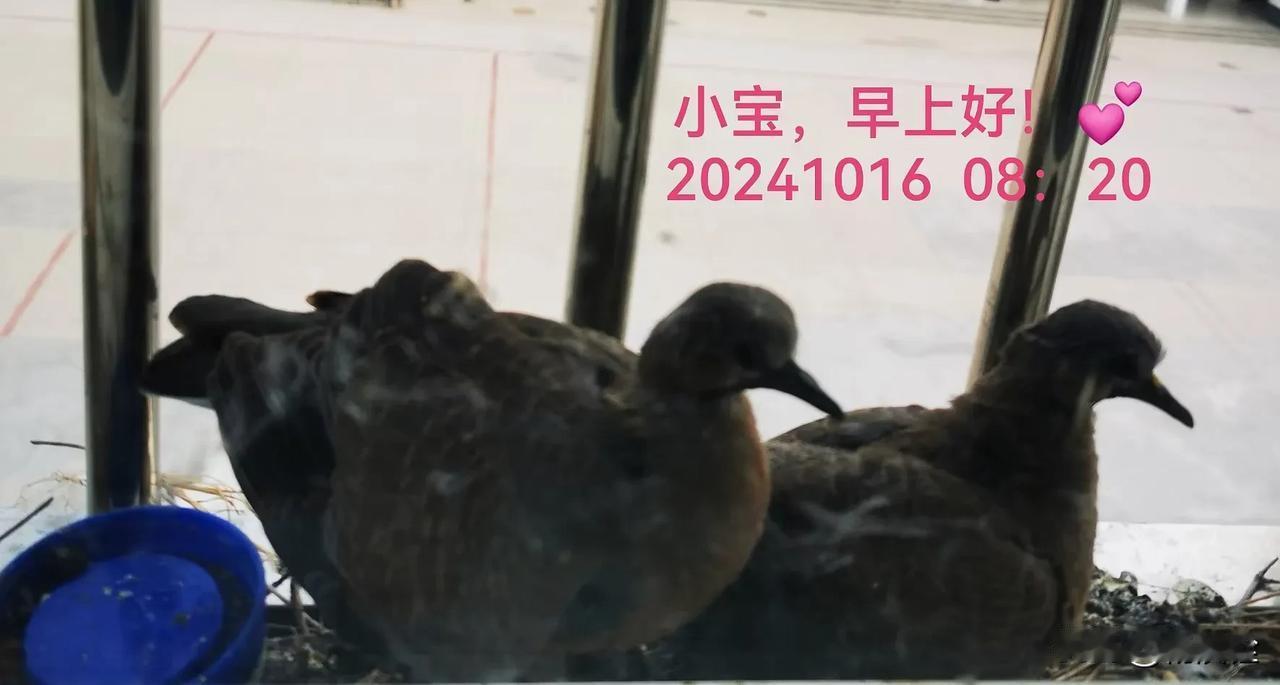 
小斑鸠在窗台上来回溜达，想要试飞，展翅高飞了。