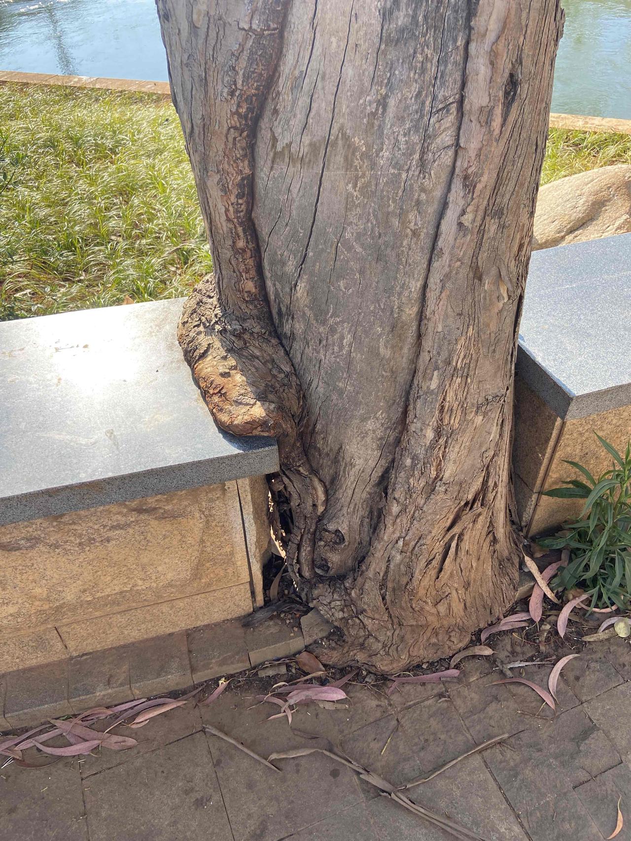 散步的时候看到一棵树长到了石凳上面，惊叹树虽然不会跑，也会绕过石凳。
树干为了继