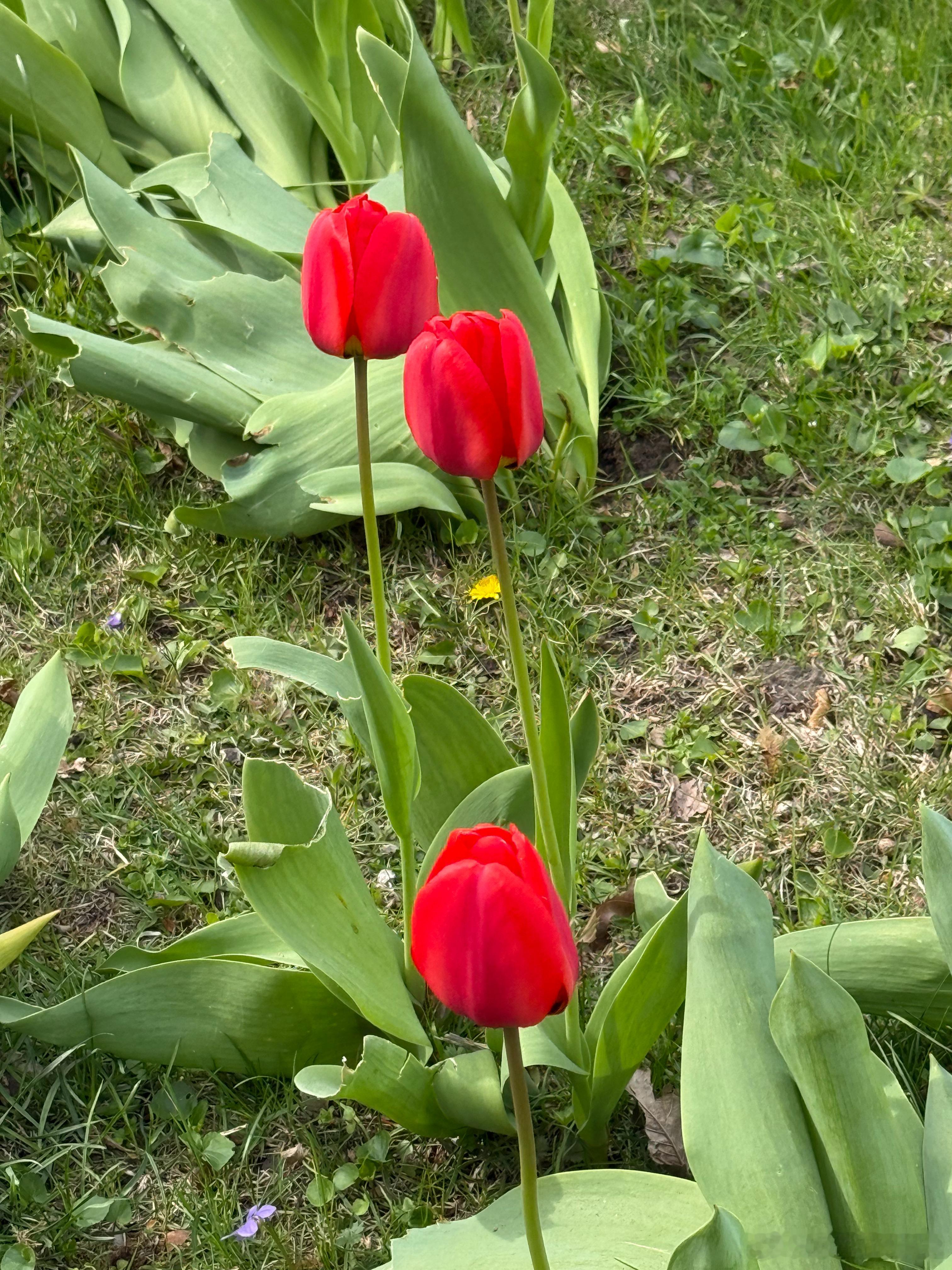 院子里的郁金香一年比一年稀少，今年有一大半没有抽花苞。 