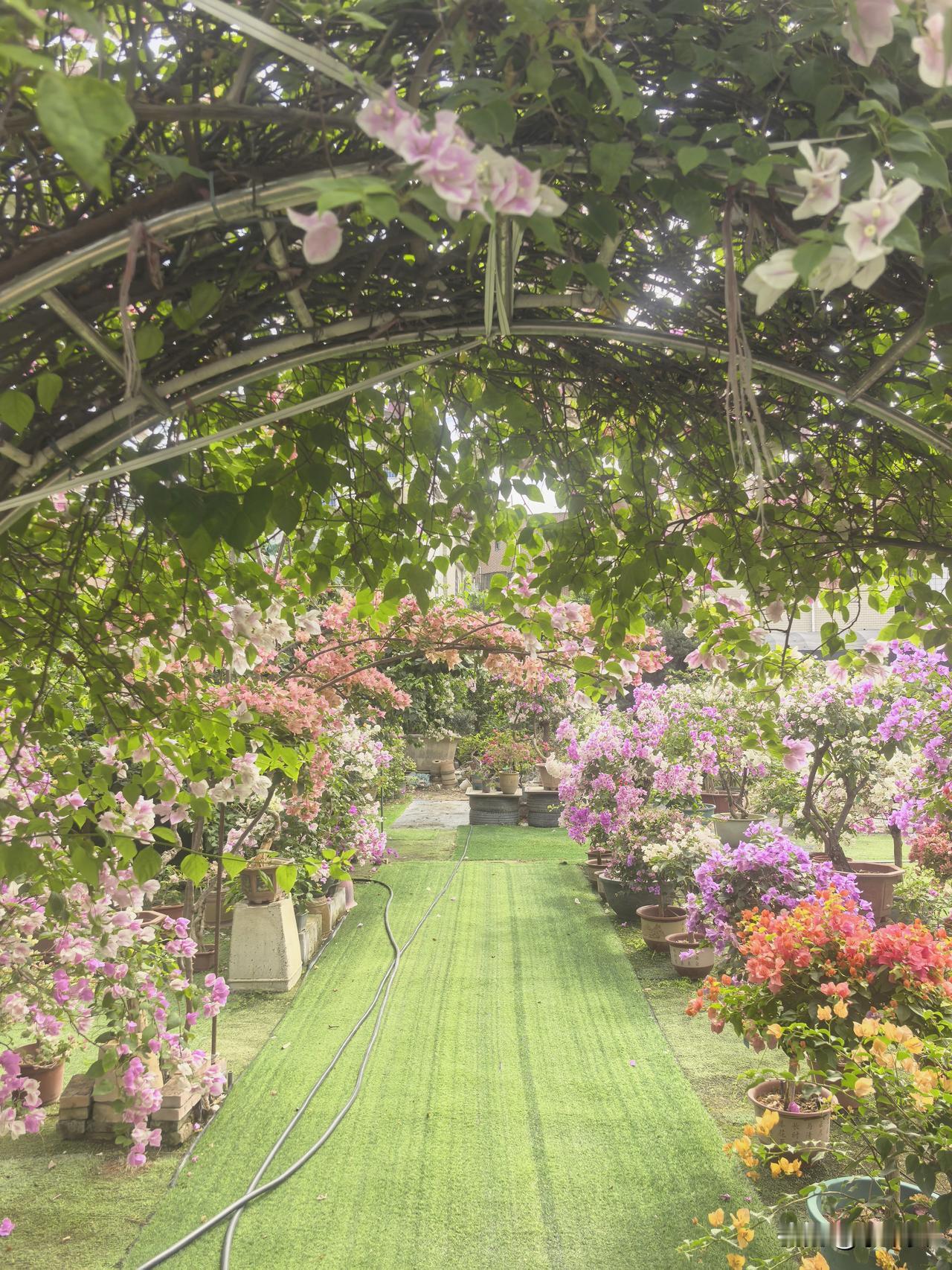 逃离喧嚣，躲进广东冬日的花花世界。在网红花场「捡漏哥阳仔」那里，被繁花盛放各式各
