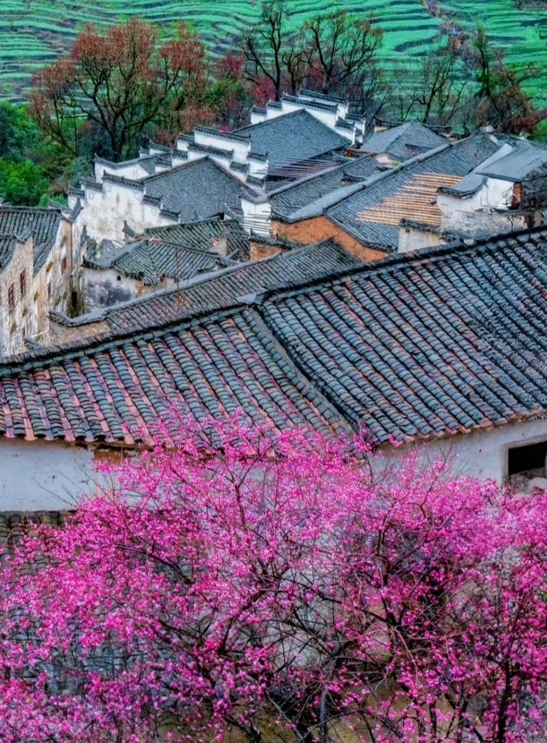 今日春风好颜色，一眼沦陷在江南春里

今日春风好颜色，
黄是油菜花海的热烈，白是