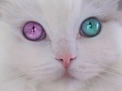 异瞳猫~据说转发会有好运，我也试试