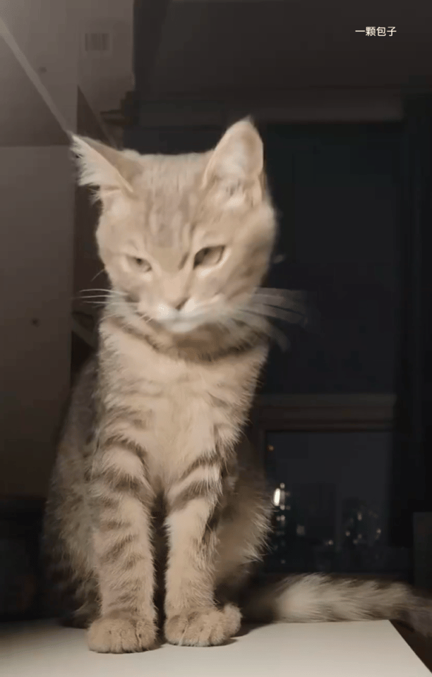 甩甩头的臭猫咪 