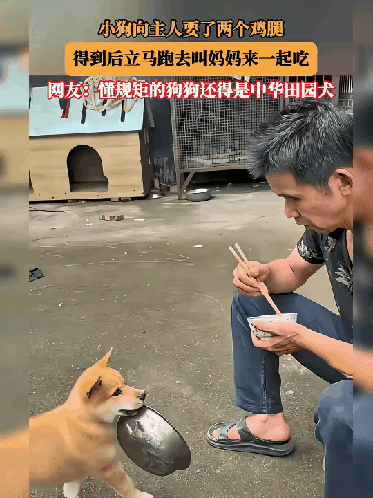谁看完这段画面不心生惭愧，小动物的孝心纯粹又戳心。

       小土狗找主人