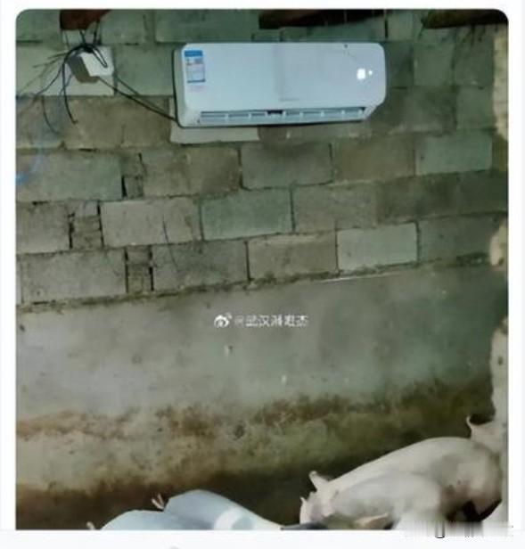中国农村养殖户猪圈装空调：令法国等欧洲网友羡慕

近期，欧洲多国遭遇极端高温天气