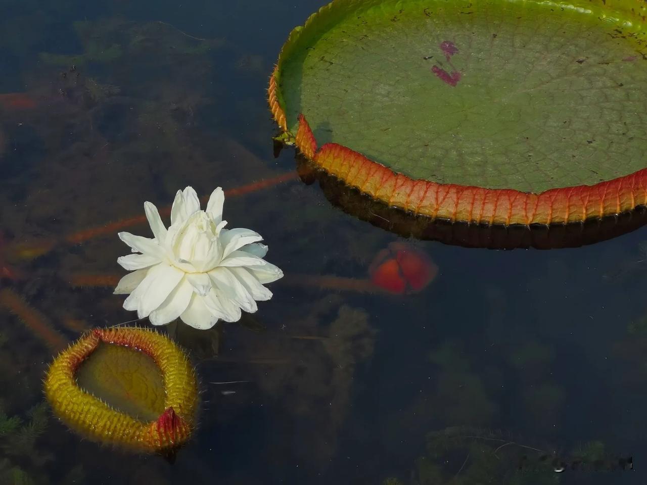 #分享随手拍的花的照片# 
王莲正开时……
