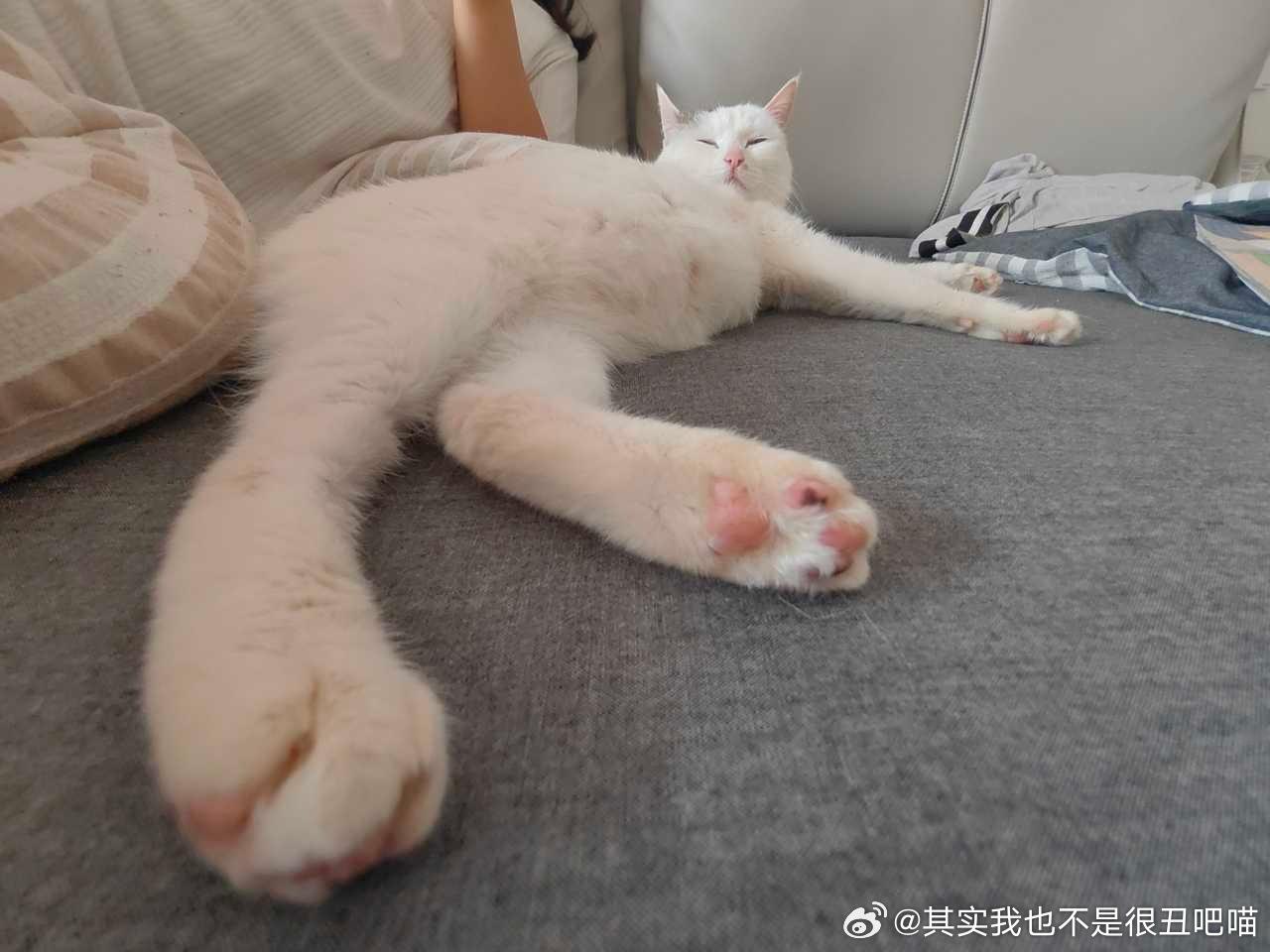 49702【丑猫】人，你可以嗦咪脚趾豆 