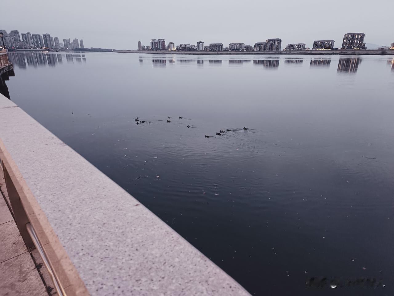 天气越冷野鸭子越多。难道鸭子不怕冷吗？尽管羽毛很厚，可是爪子就不怕冷吗？