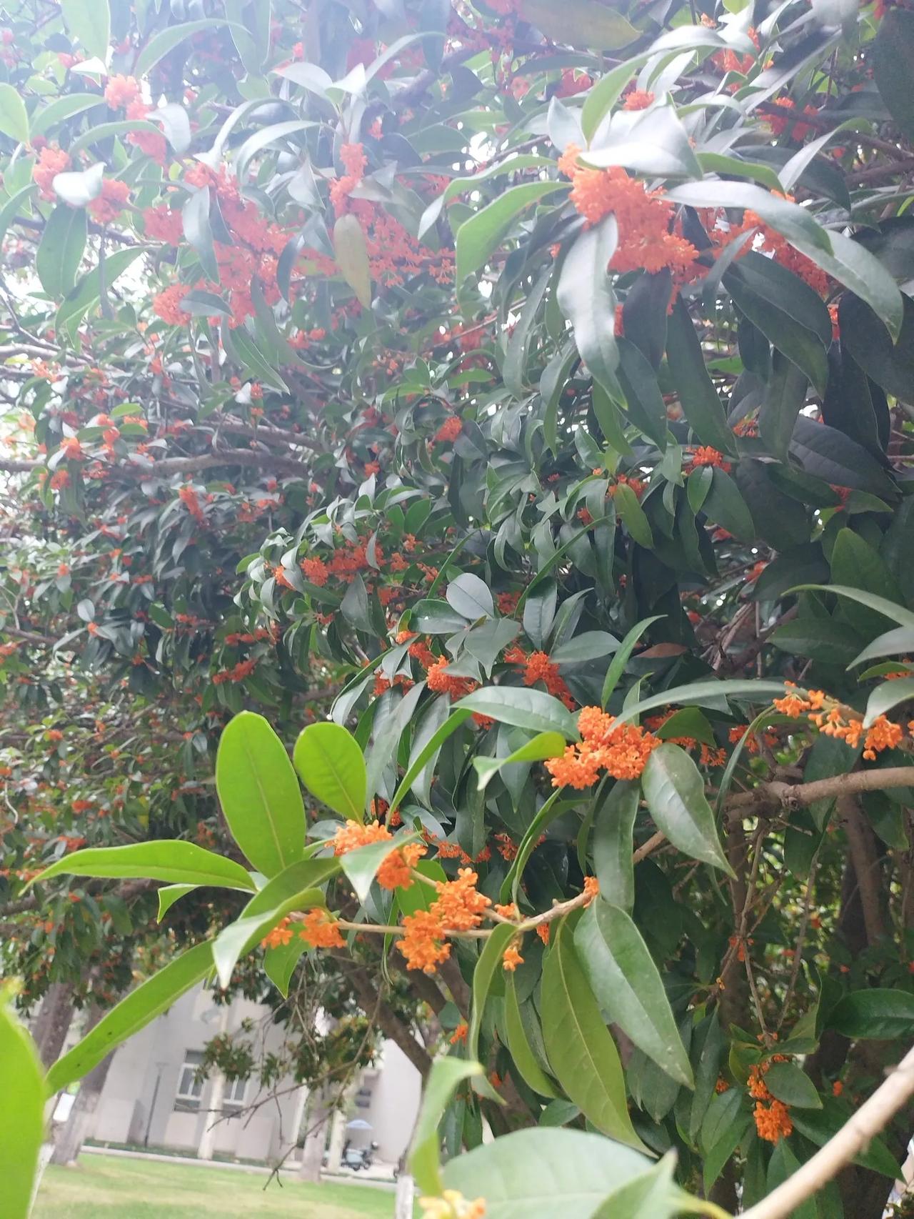 #随手拍公园里的桂花#这不是公园里的，这是西工大校园里的，位于友谊路的西工大老校