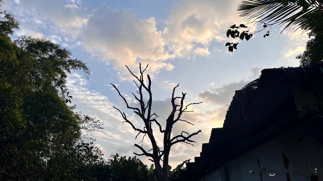  
落日之时云端色变，那些枯木似乎还有生机，虽然已经被雷击后死去，其实留着的躯壳
