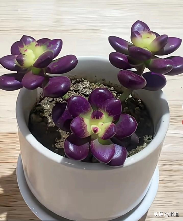 女孩儿第一次去乡下男朋友家。她就听男朋友父亲说要杀鸡杀羊招待她，她心里咯噔一下，