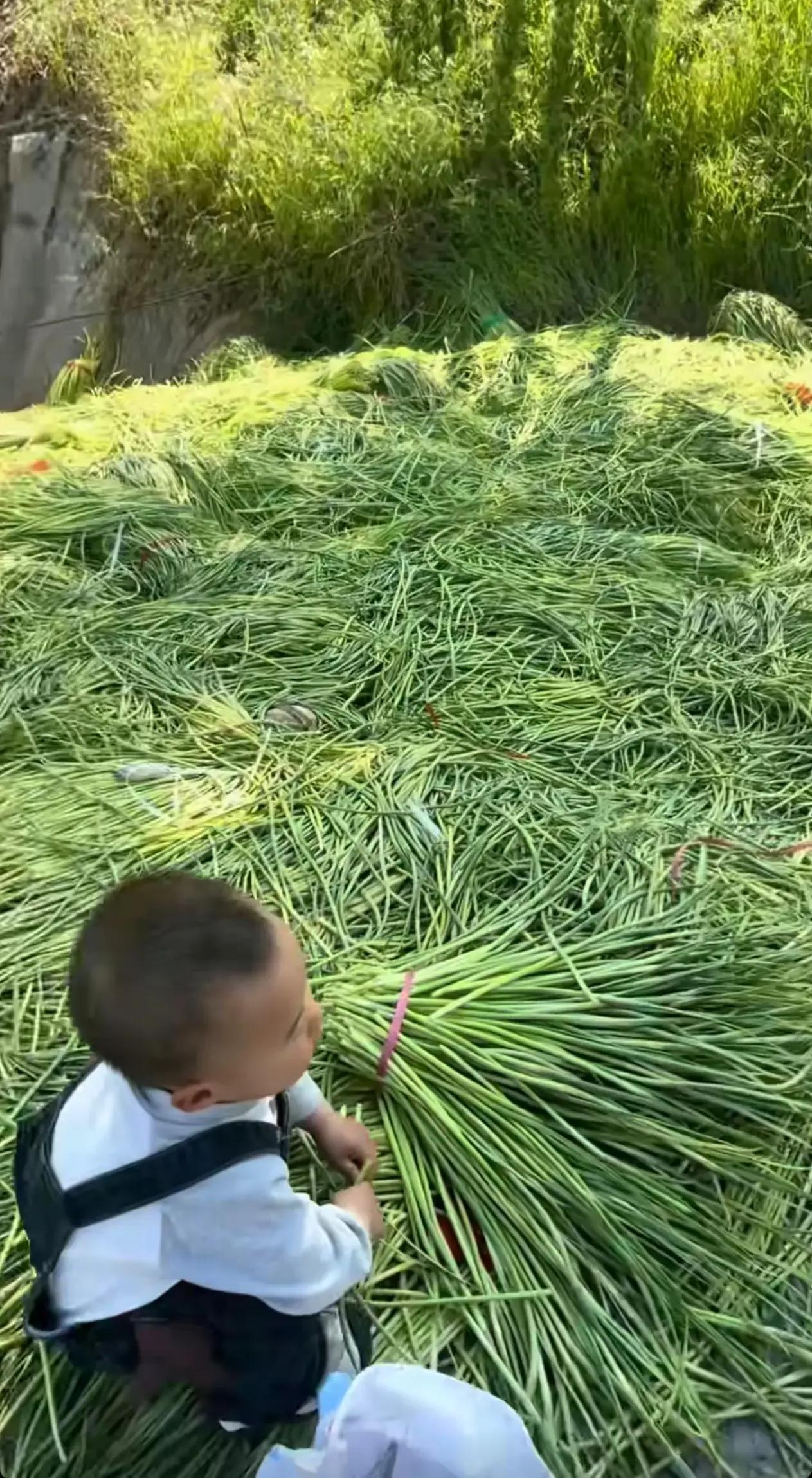 河南蒜苔满地没人要，真不是浪费。

很多人纳闷：那么金贵，为啥不卖掉？

真相是