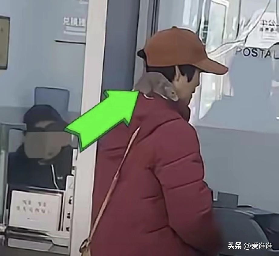 一位大妈去银行办业务，肩膀上竟然趴着一只大老鼠，这老鼠灰不溜秋、体型壮实，尾巴还
