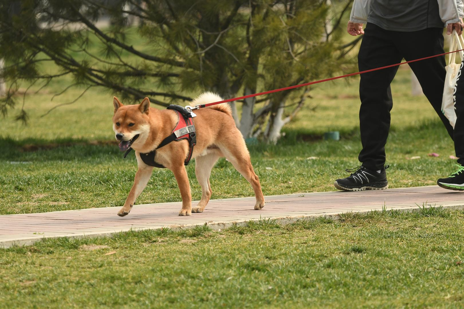 #男子遛狗不牵绳被弟弟弟媳打伤#【男子遛狗不牵绳引纠纷，被弟弟、弟媳打伤，索赔2
