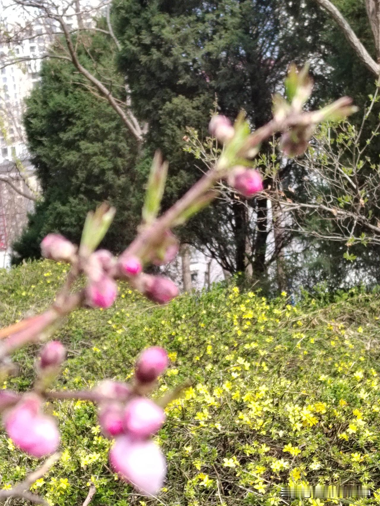 人间最美四月天，我这个花痴，最近几天，天天戴上大墨镜，戴上口罩，雷打不动的出门，