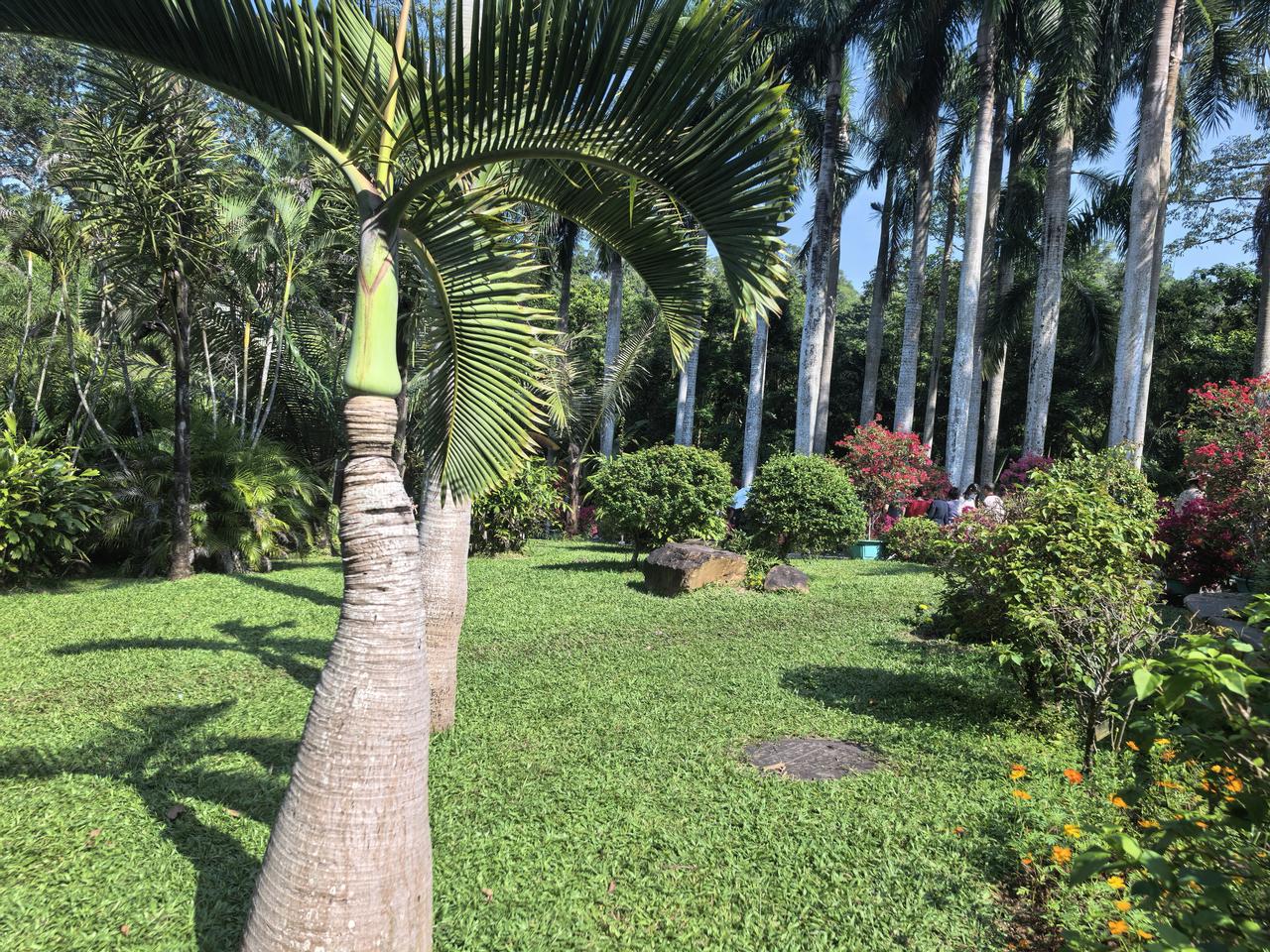 我的今日状态：😁轻松愉快
我这里的天气：☀️晴天。趁着好天气，去深圳仙湖植物园