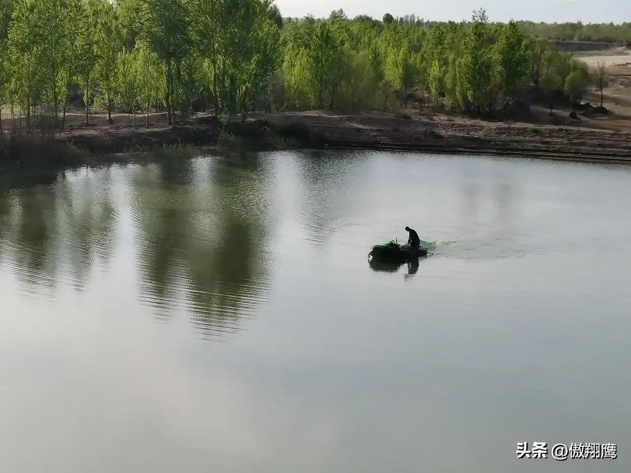 如今这里树木参天、碧波荡漾，成了牧场