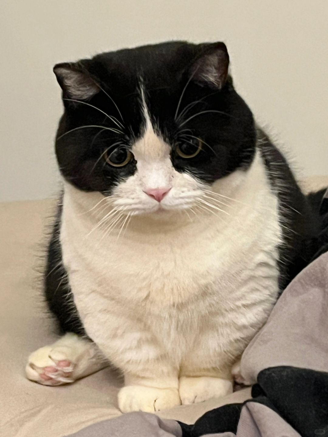 奶牛小猪🐷