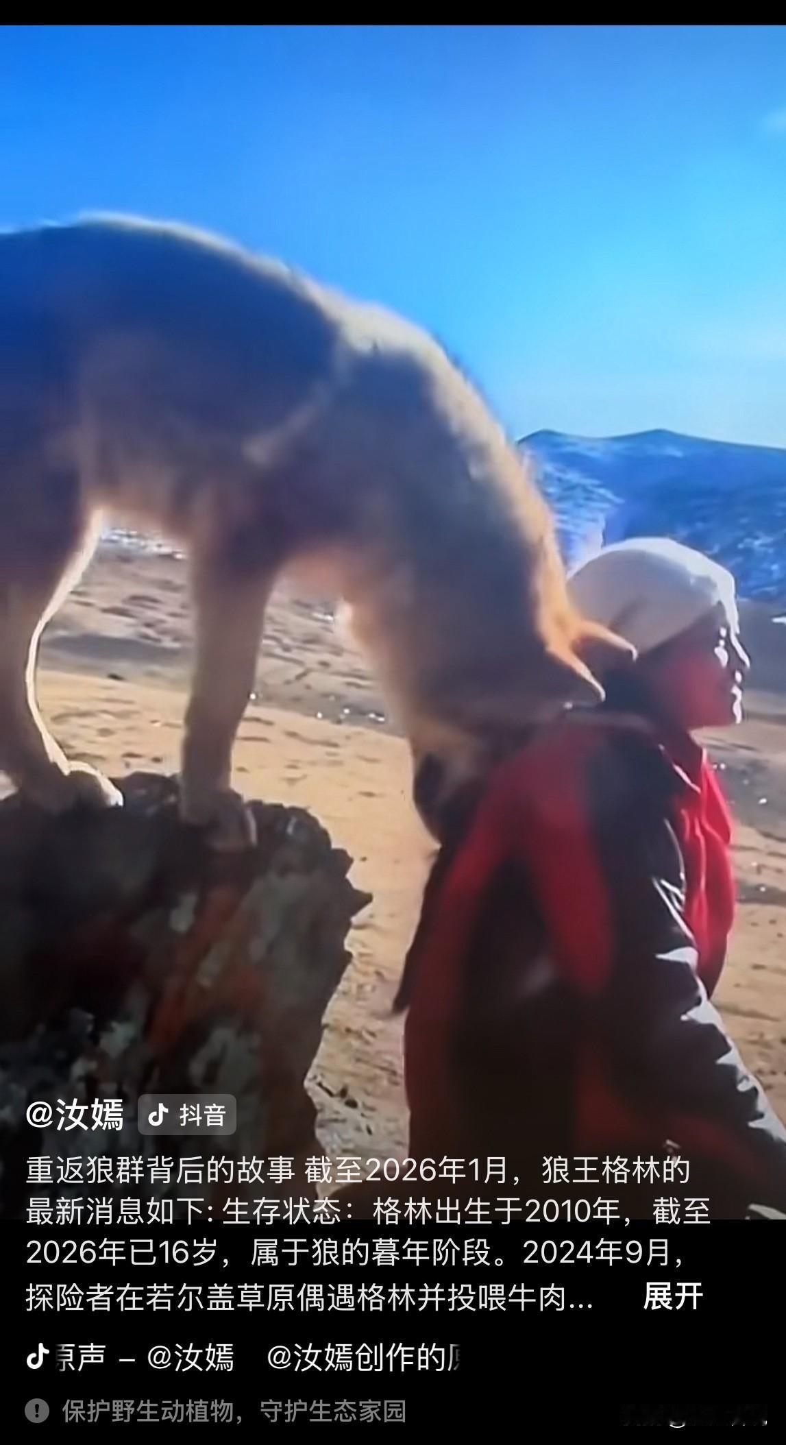 重温《回归狼群》纪录片，感觉有时候狼比人更有人性，狼的世界很简单，狩猎哺育自己的