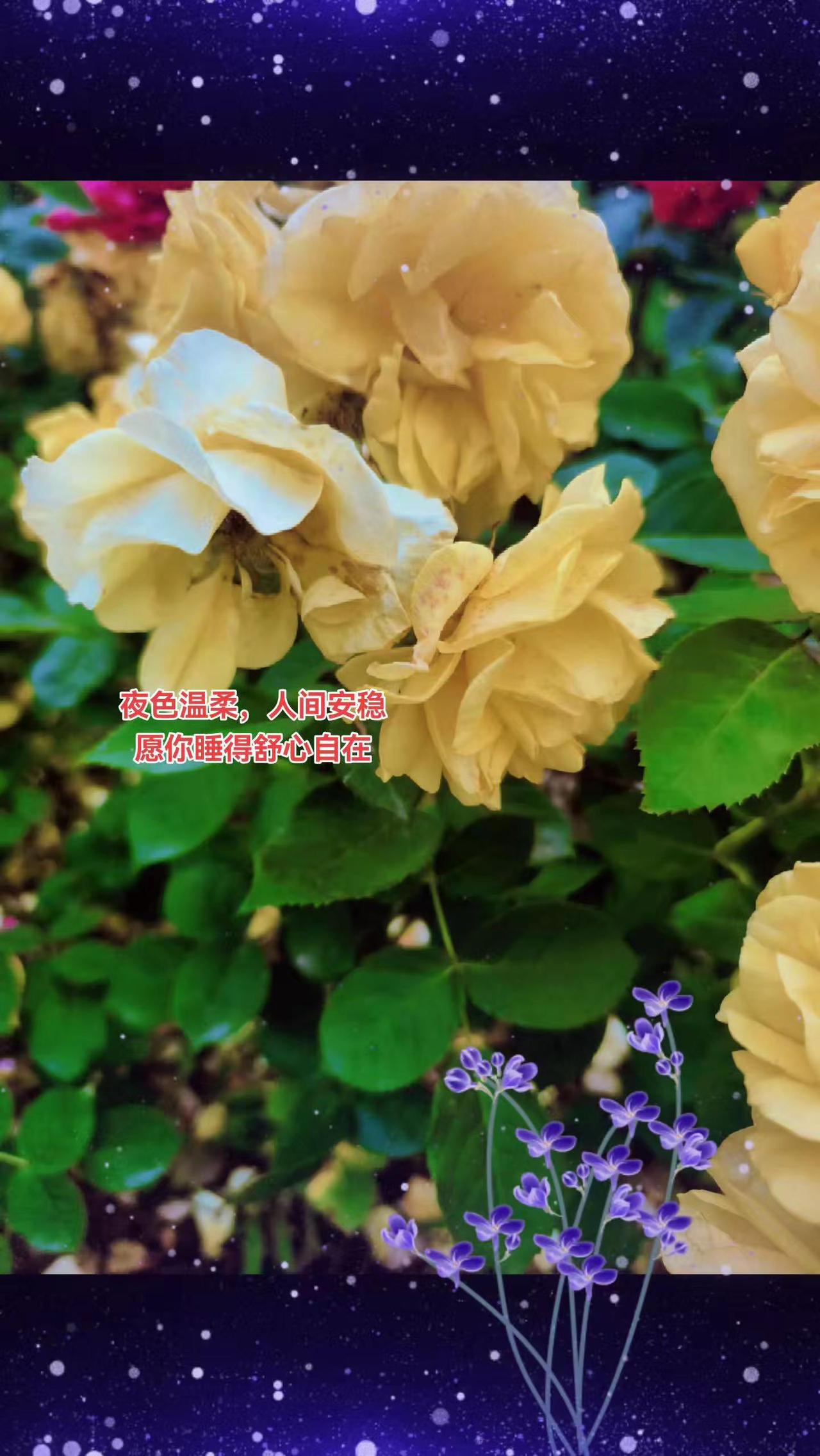 夜色温柔，人间安稳花的世界很美 晚安 拍花也是一种享受 记录花开时的美