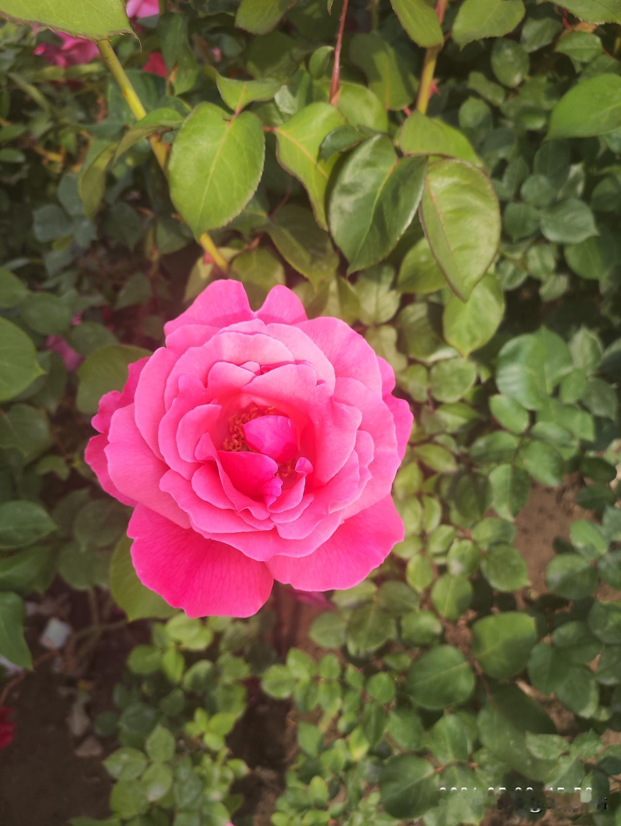 浓烈如火的红月季，开得热烈又坦荡✨
层层叠叠的花瓣饱满舒展，明艳得照亮整片角落，