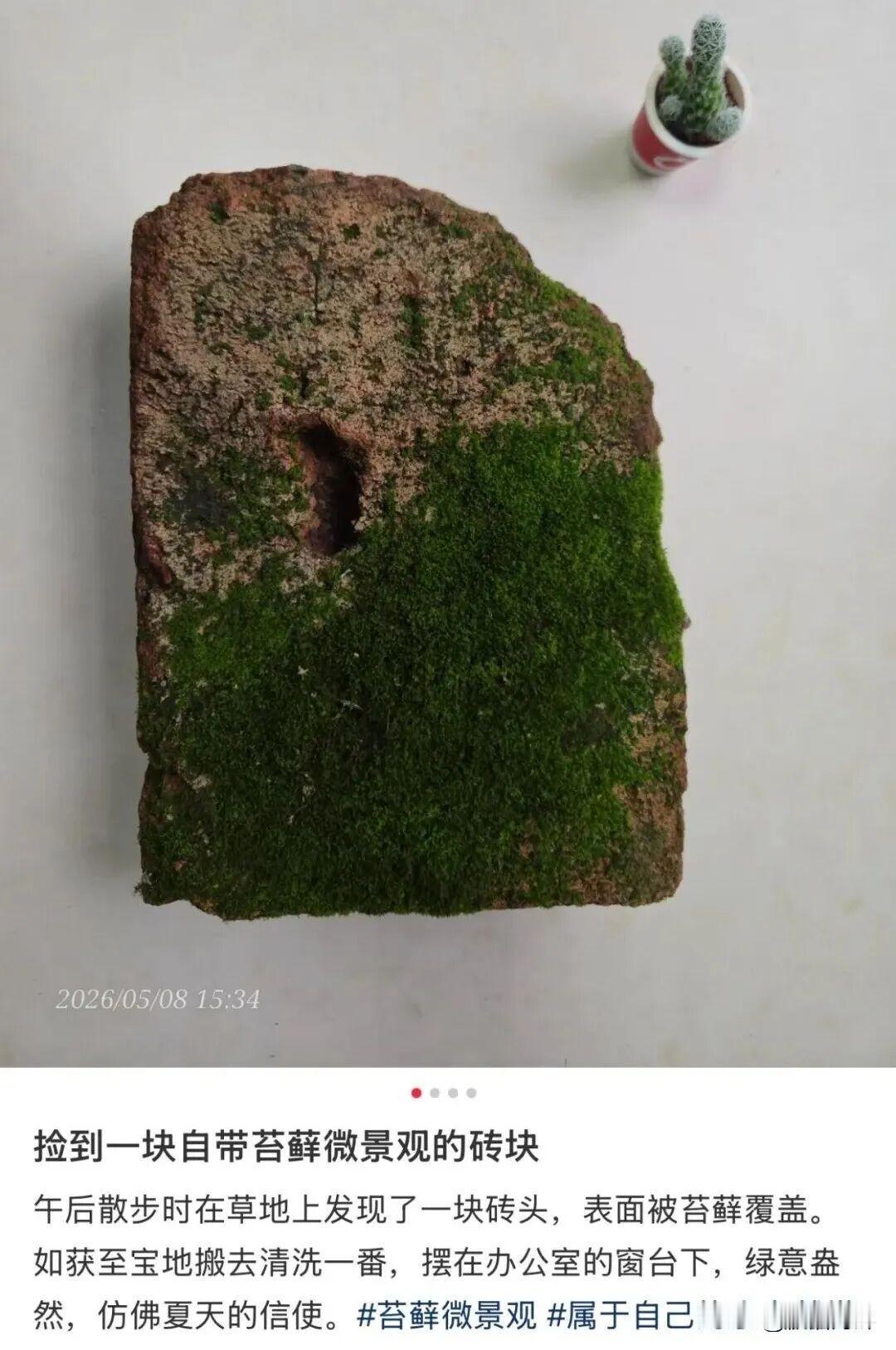 养砖头[大笑]
偶然得知，现在年轻人不养狗不养猫了，居然兴起了养砖头。
大概就是
