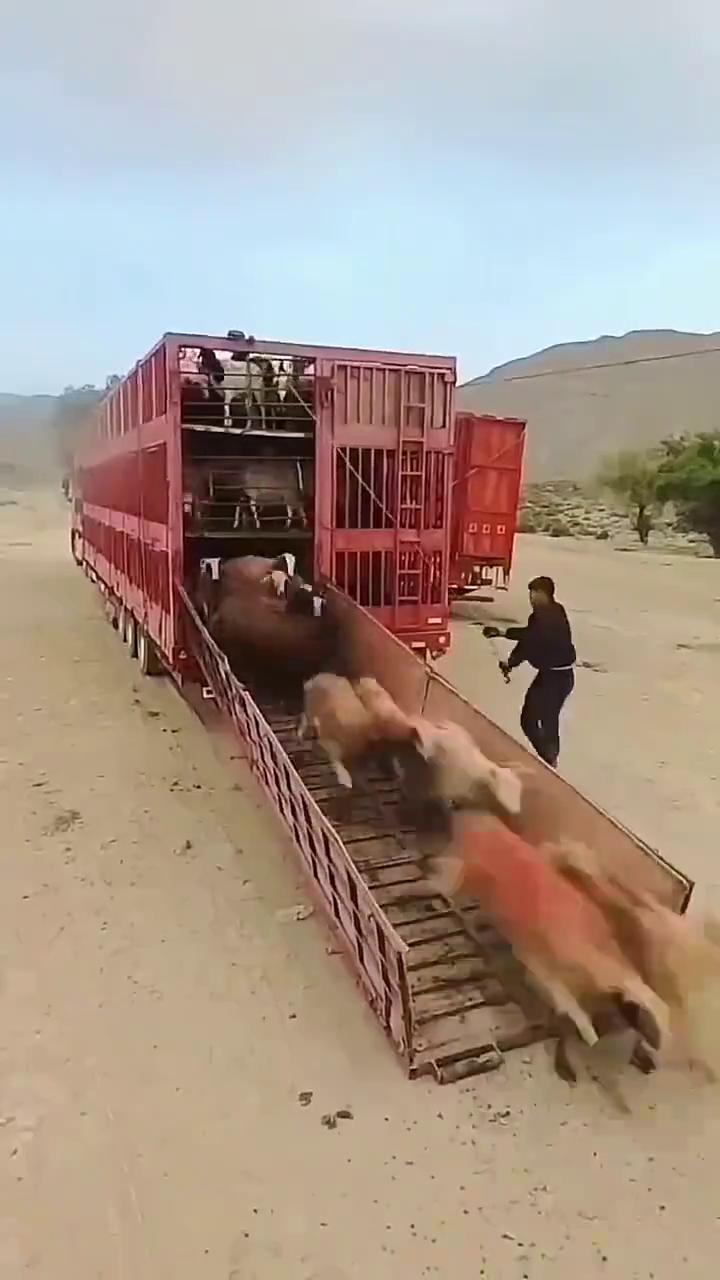 真大一个大车，拉了一车羊，整了半天，上那嘎达放羊来了。现在这小车多好，下来直接这
