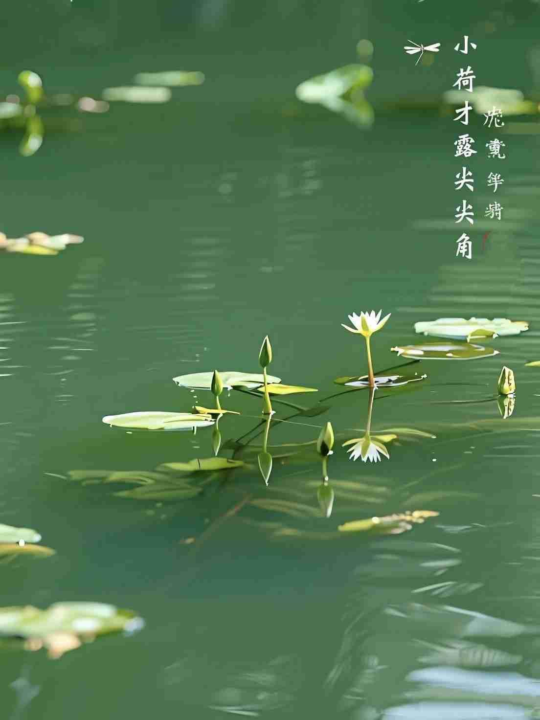 《池荷新韵》
 
一池柔碧漾清光，
小蕾尖尖出水塘。
嫩瓣初开凝浅白，
蜻蜓欲立