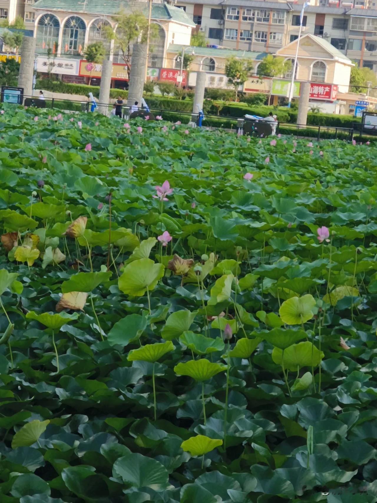 未经他人苦，莫劝他人善。你支持吗 超支持“未经他人苦，莫劝他人善”。就说杭州那女