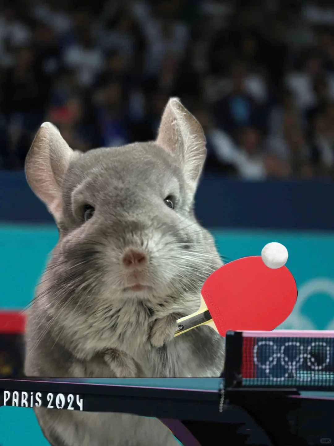 阿呆阿瓜巴黎奥运打乒乓球🏓️排球🏐️足球⚽️