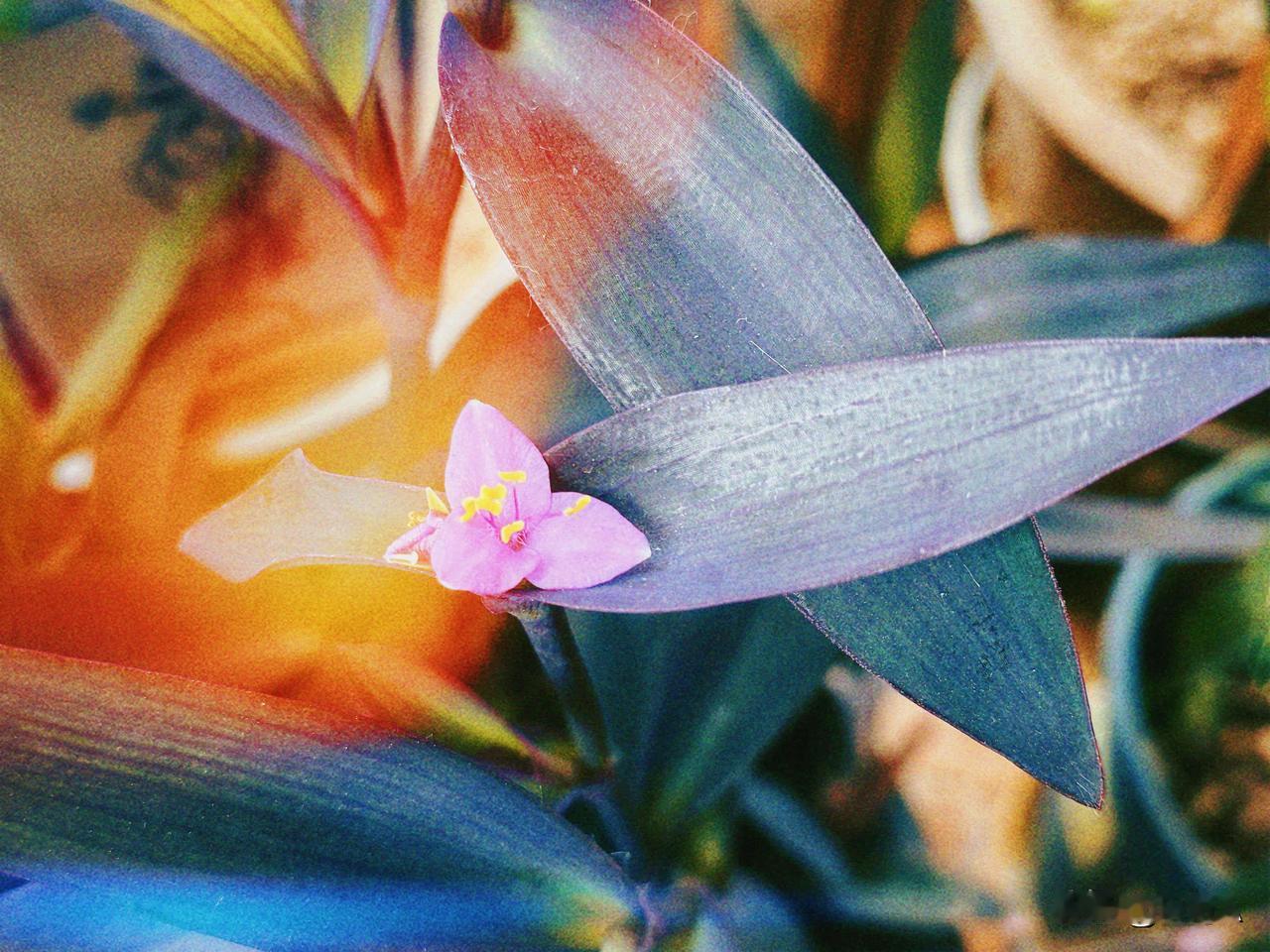 被爱的世界很漂亮


记录我的2026今日分享随手拍照片