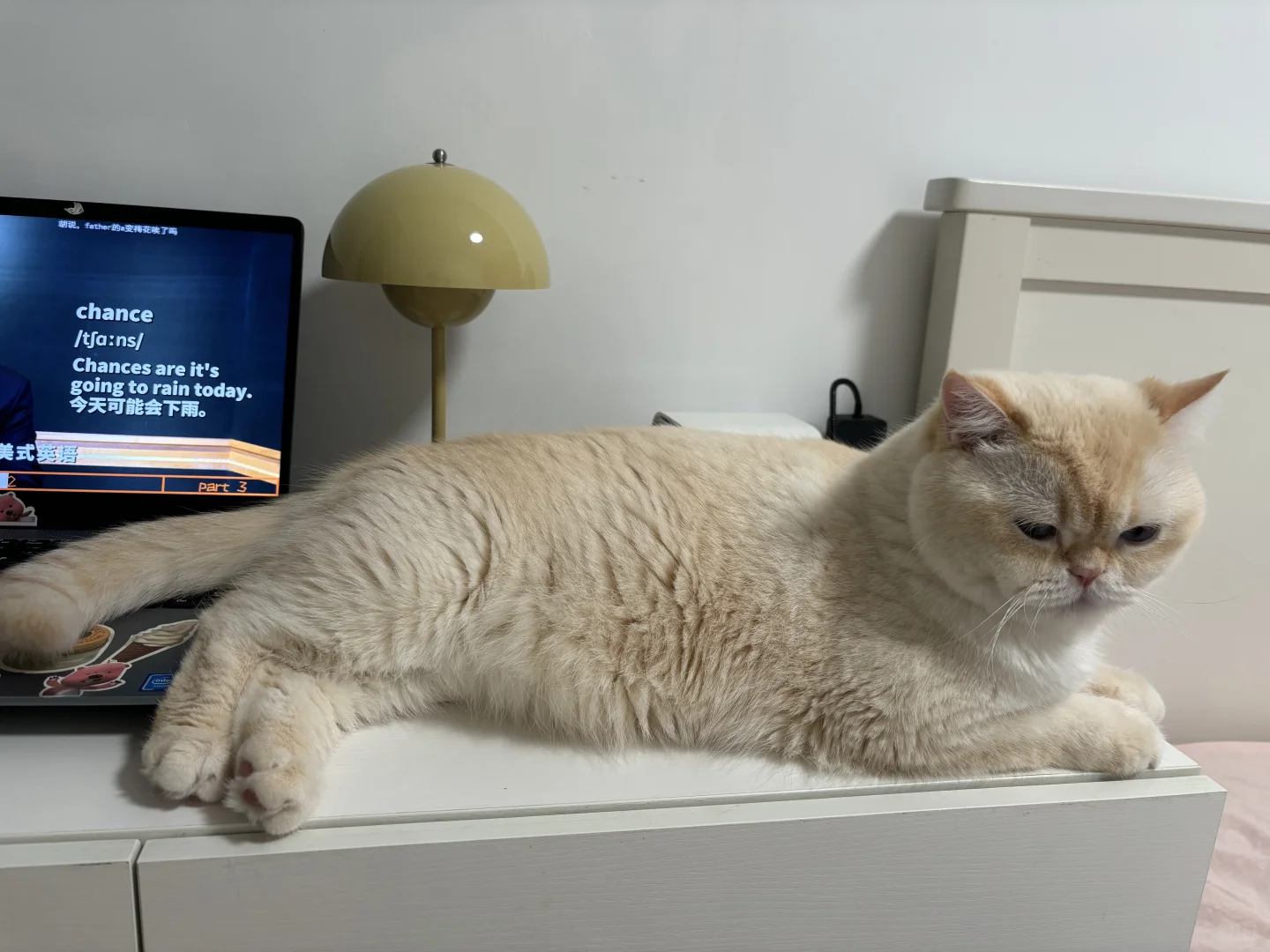 我的小猫怎么这么可爱