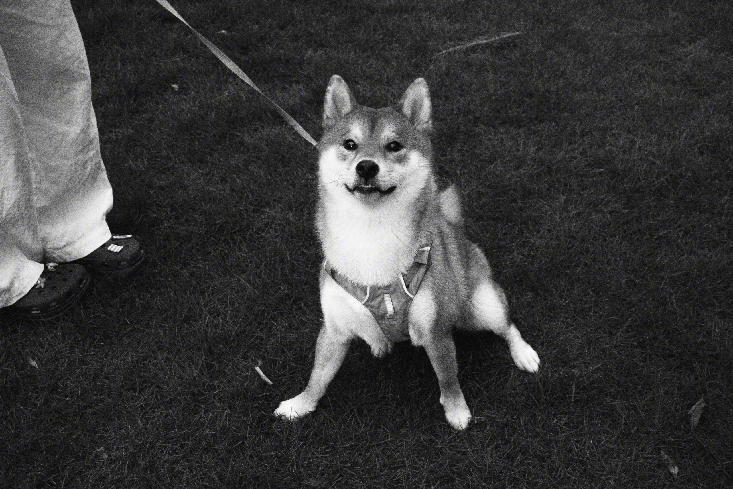 遇见一只柴柴。对我说：「嘿，你咋不笑呢？」 