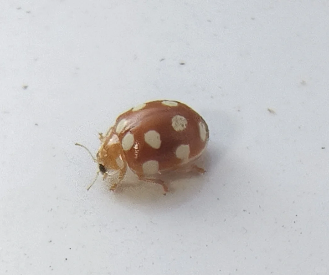 十二斑褐菌瓢虫Vibidia duodecimguttata