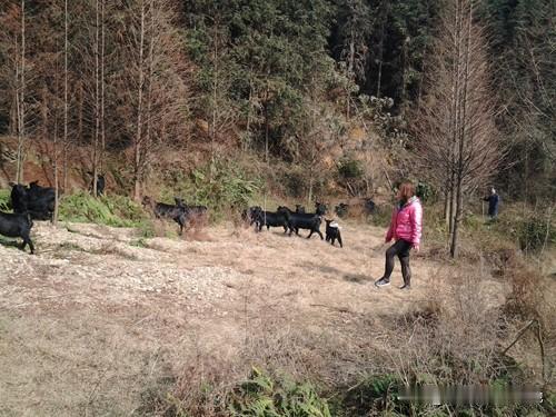 秋冬牧草少，补喂青干草和少量玉米粉，饮清洁山泉水。春秋各驱虫一次，定期打口蹄疫、