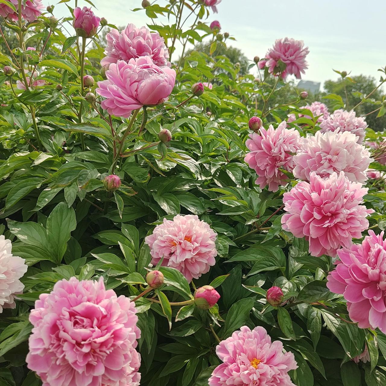 中国牡丹之都菏泽

菏泽，既是中国牡丹之都，也是红色教育基地。

在艰苦卓绝的抗
