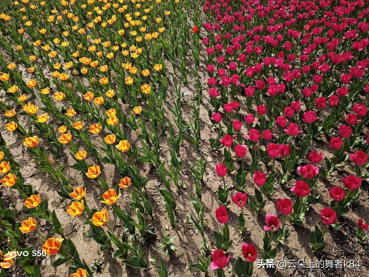 邂逅郁金香。
      沈水湾公园的花卉广场，今春给游人展现的是各色品种的郁金
