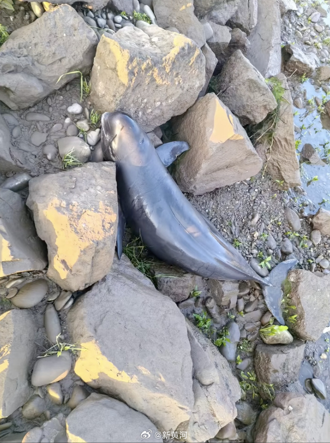 【#湖南沅江桃源段一江豚死亡#】#当地回应桃源段一江豚死亡# 近日，有网友发视频