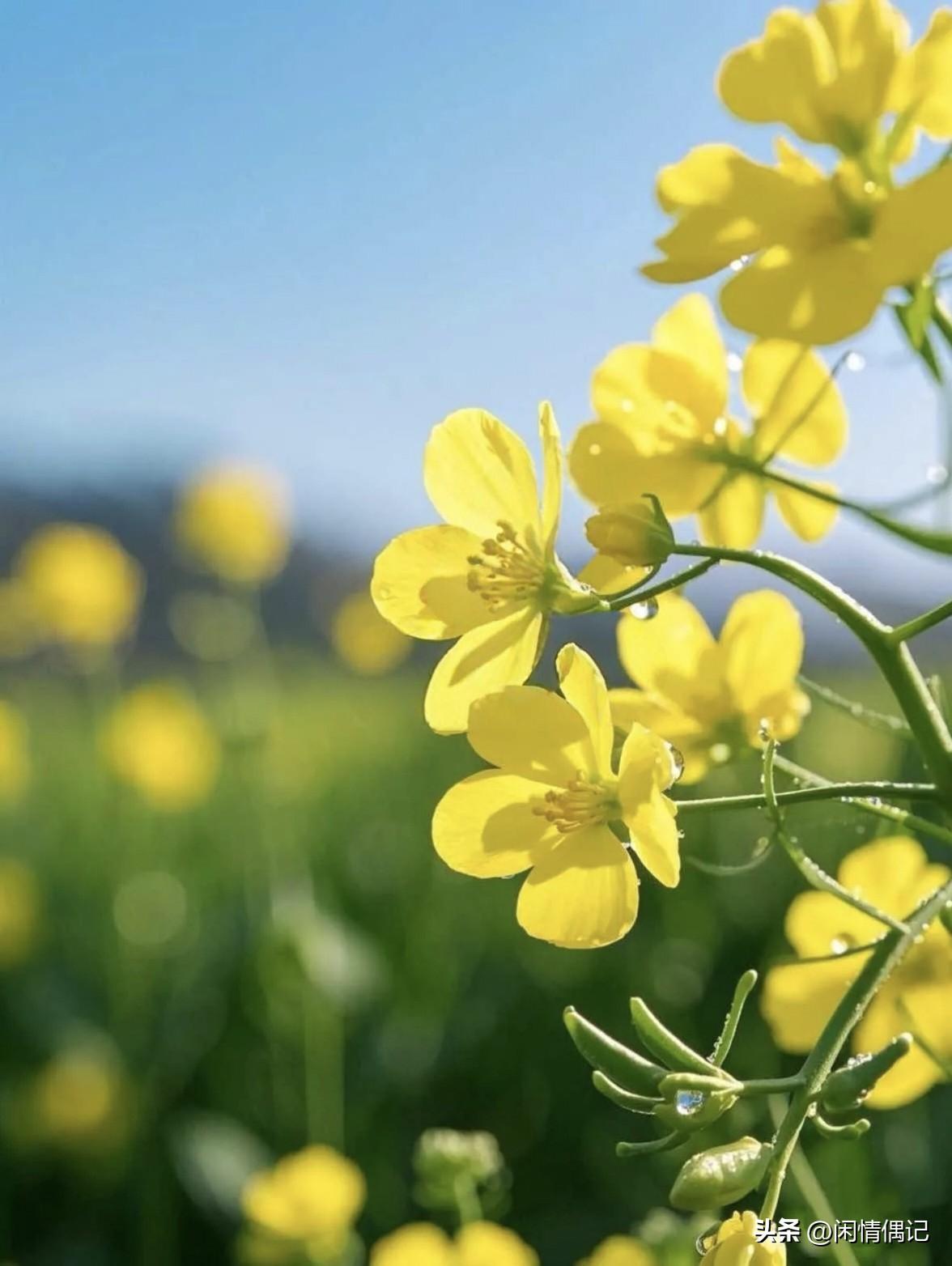 油菜花田的风

风从田埂那头吹过来，
带着泥土味儿，
还有太阳晒过的暖意。

眼