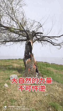 雷击木……
永远喜欢大自然的生命力  
大自然的力量多么神奇 [泣不成声]