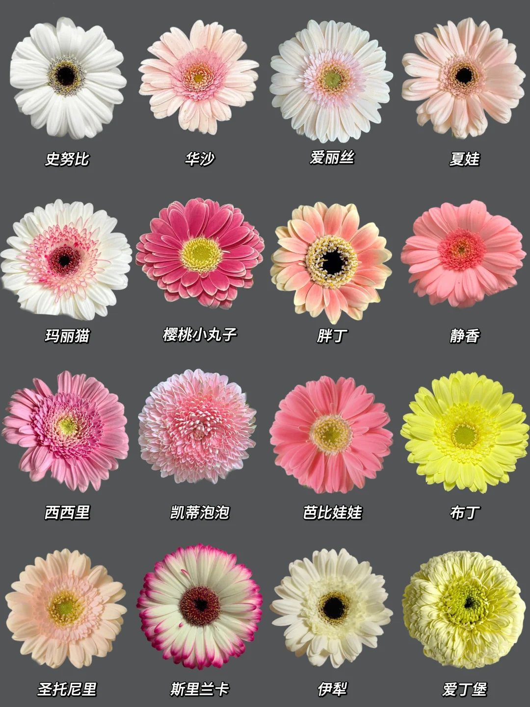 每日识花系列｜一次性认识16种非洲菊