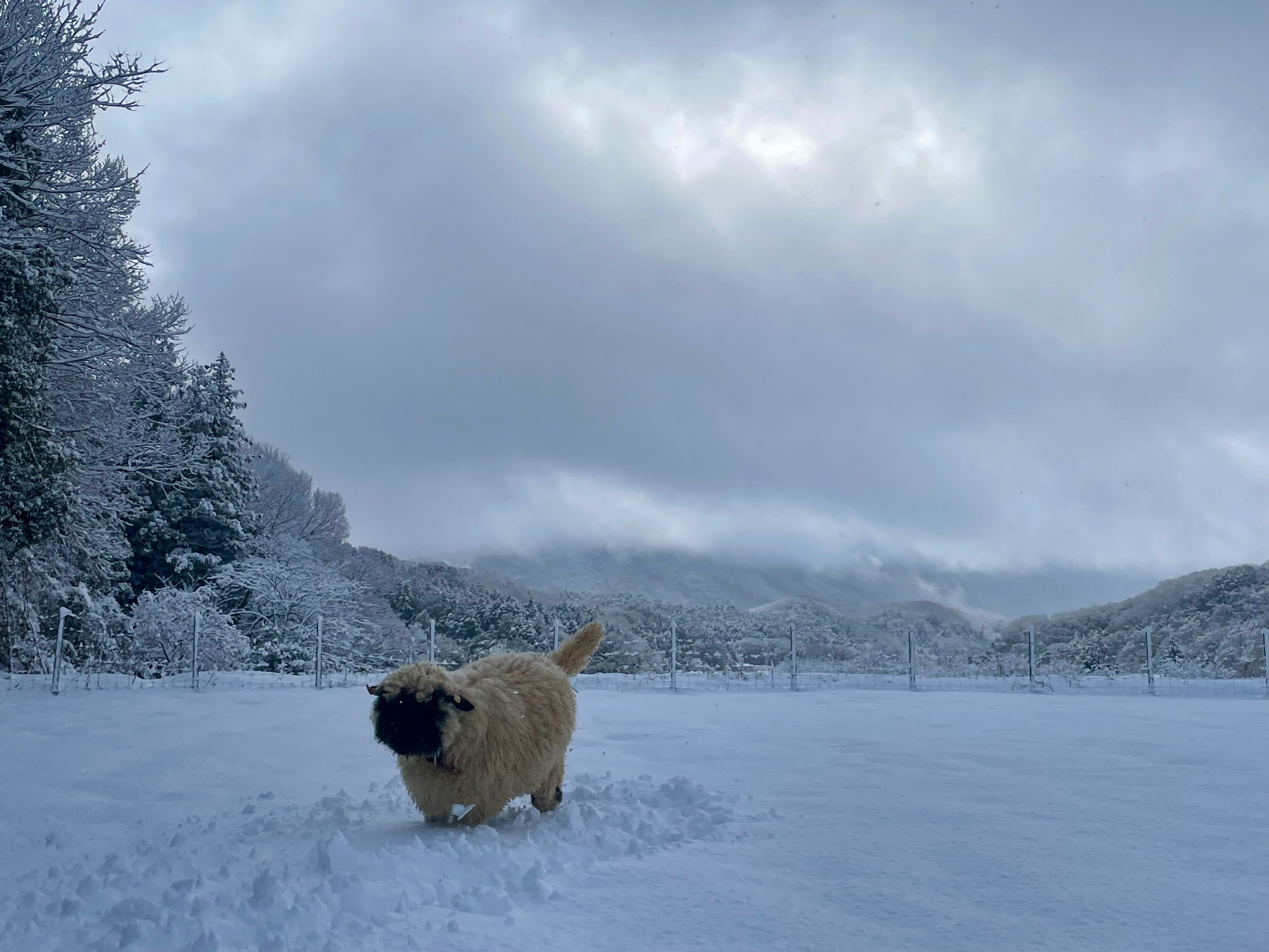 瓦莱州黑鼻绵羊 不像小羊，像一只黑脸小狗在雪地撒欢！