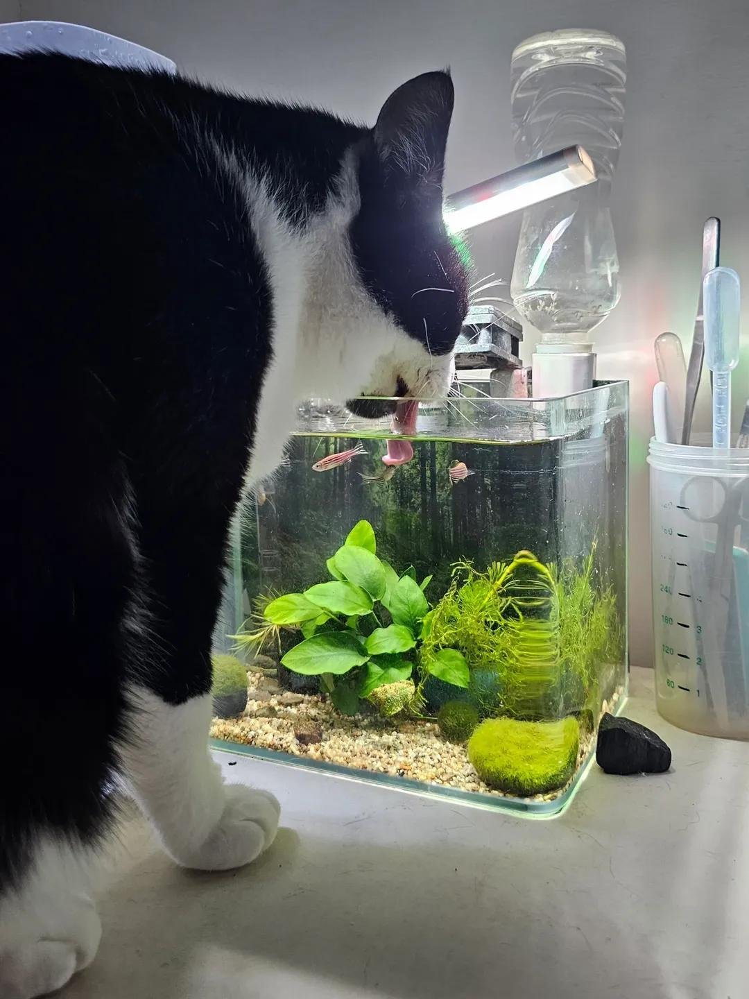 🐟：感觉头顶热热的 