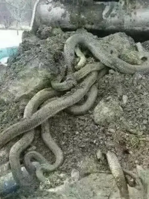 一锄头下去窜出数条尖吻蛇！大叔腿软喊救命