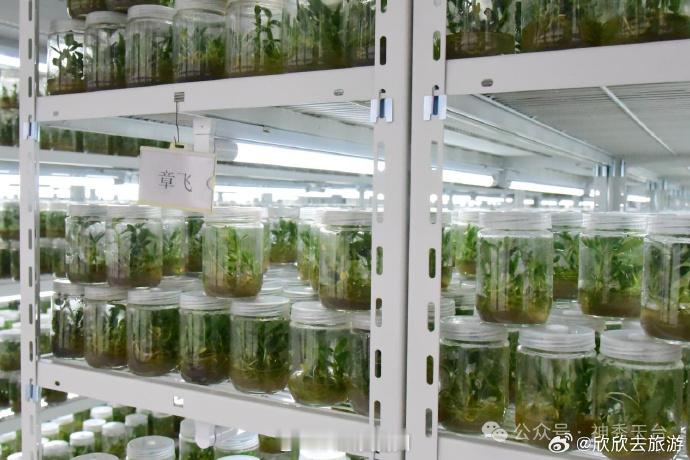 科技赋能台州这株仙草焕发新活力 在浙江天皇药业有限公司新建的组培车间内，新年伊始