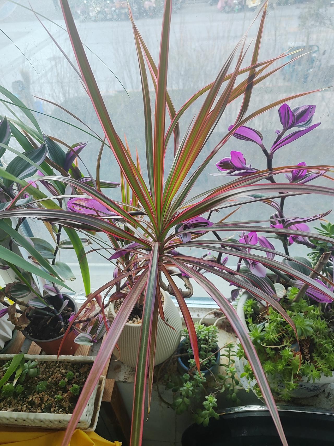 北方的暖气救了绿植。